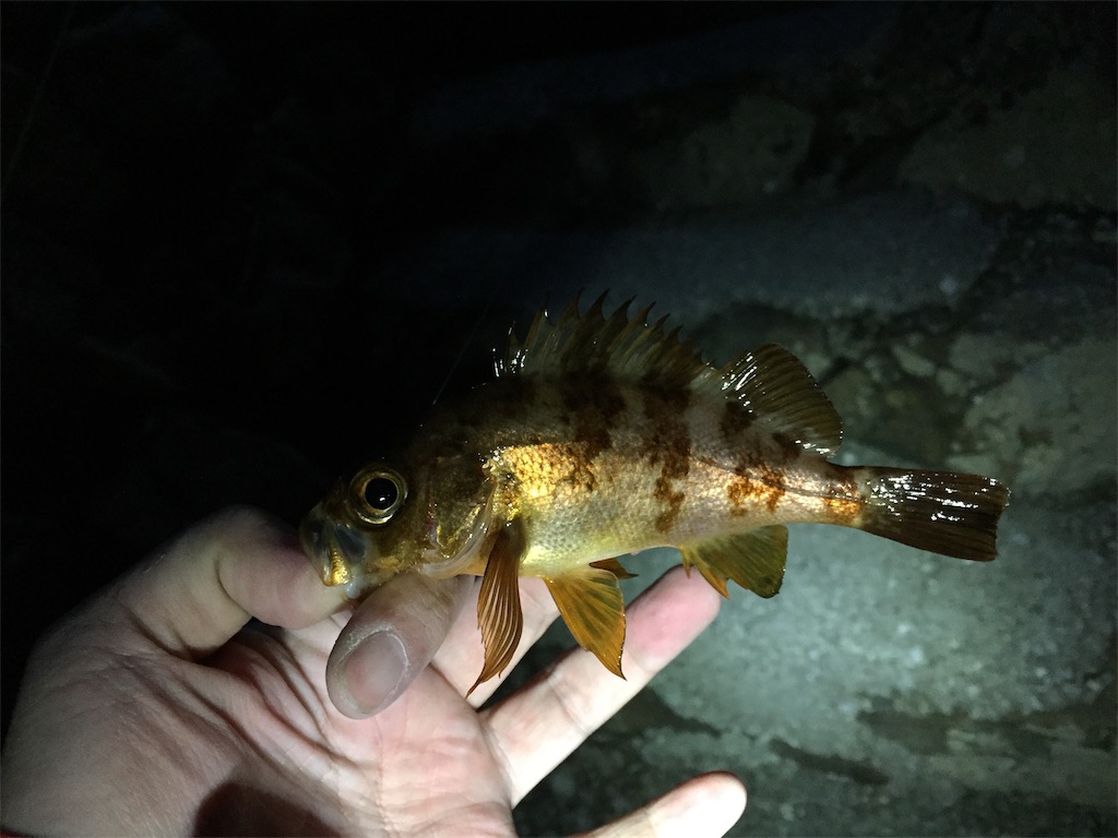 f:id:esojima3:20190112082644j:image