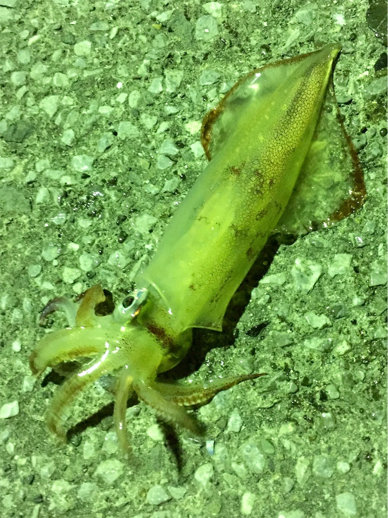 f:id:esojima3:20190120082357j:image
