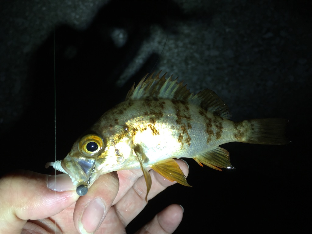 f:id:esojima3:20190120100524j:image