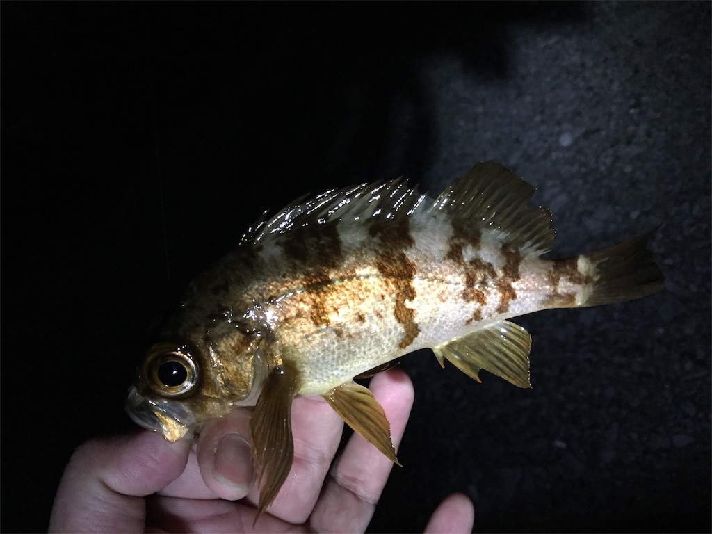 f:id:esojima3:20190120100528j:image