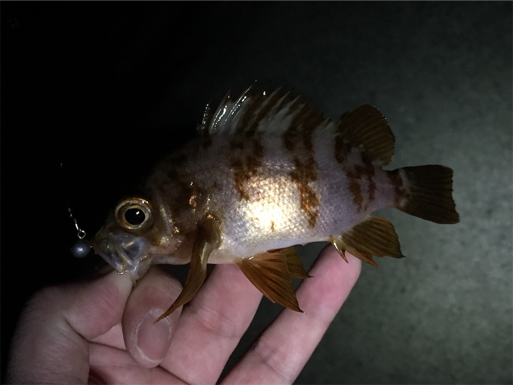 f:id:esojima3:20190123001620j:image f:id:esojima3:20190123001620j:image