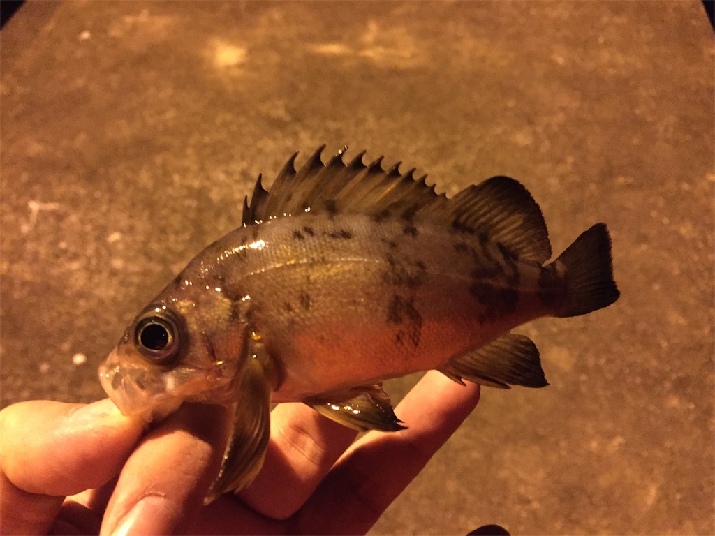 f:id:esojima3:20190123002520j:image f:id:esojima3:20190123002520j:image