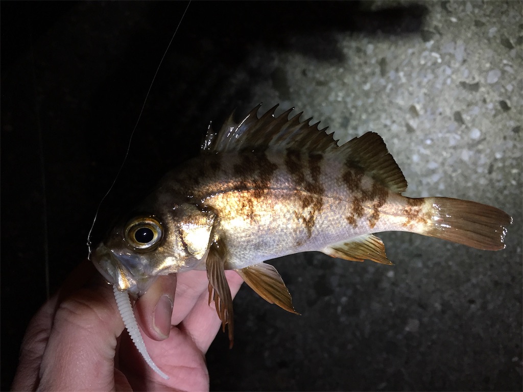 f:id:esojima3:20190124234318j:image