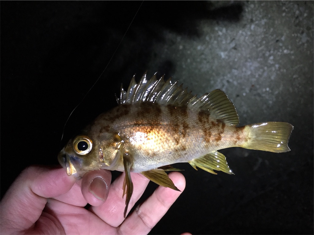 f:id:esojima3:20190124234325j:image