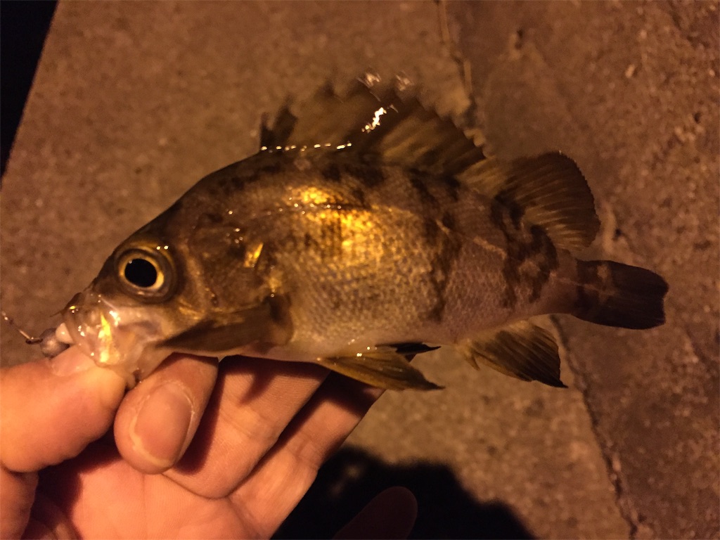 f:id:esojima3:20190124234330j:image