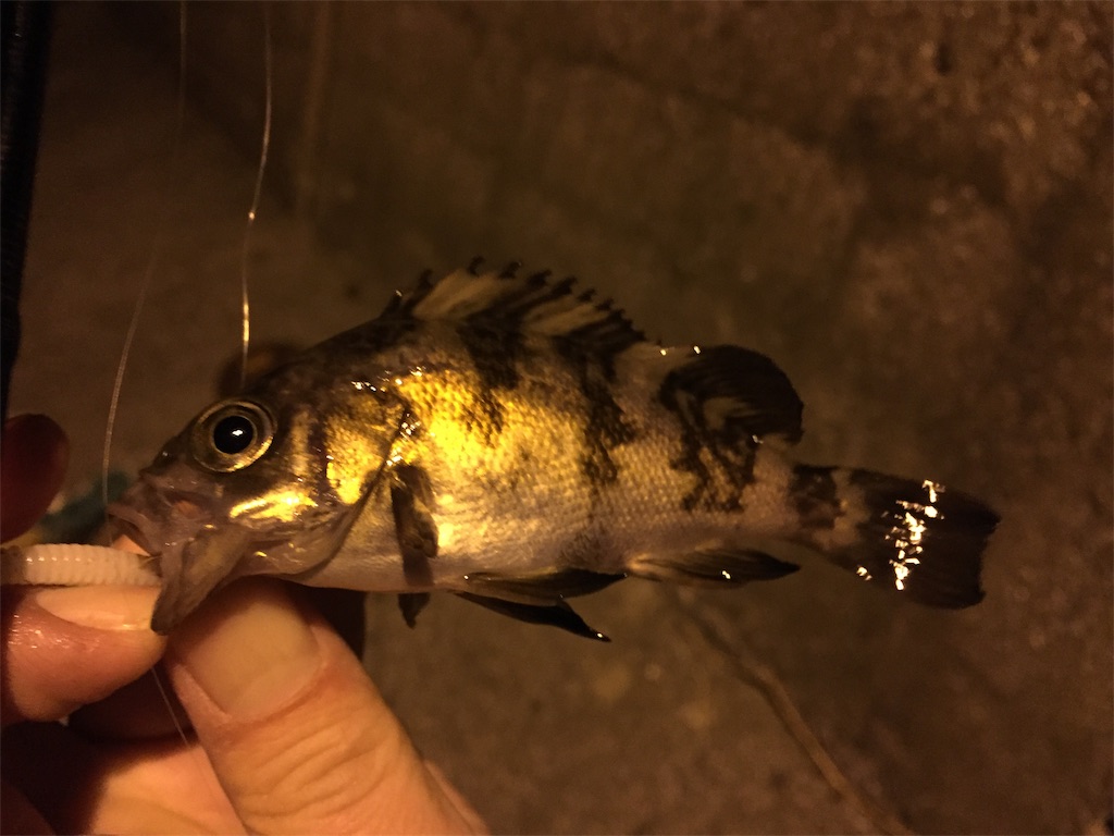 f:id:esojima3:20190124234333j:image