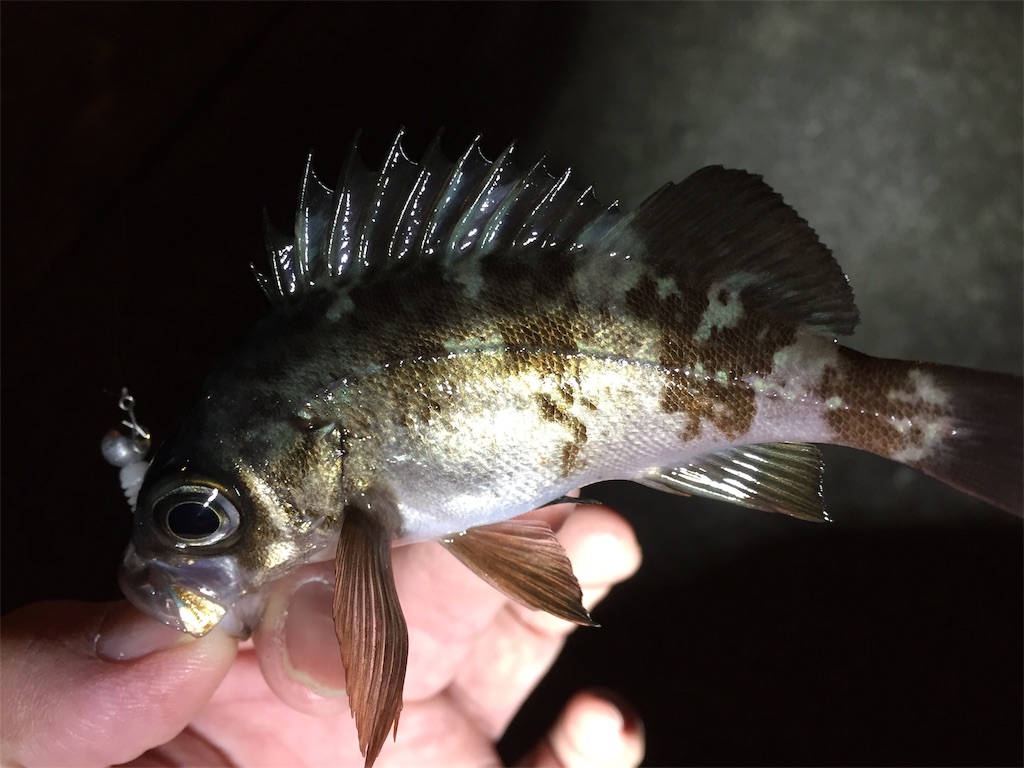 f:id:esojima3:20190124234337j:image
