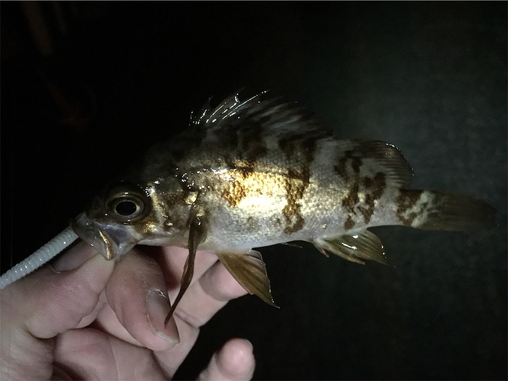 f:id:esojima3:20190130000102j:image f:id:esojima3:20190130000102j:image