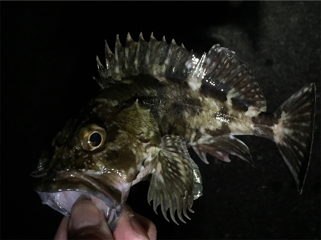 f:id:esojima3:20190130000816j:image f:id:esojima3:20190130000816j:image