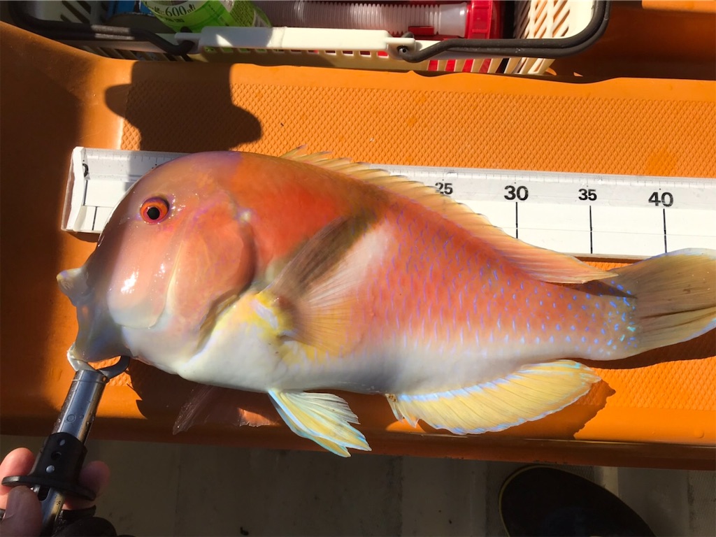 f:id:esojima3:20190203131708j:image