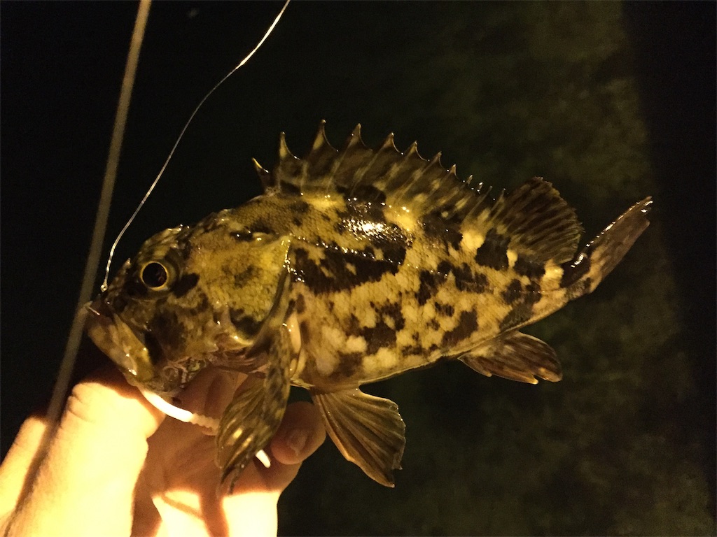 f:id:esojima3:20190204225120j:image