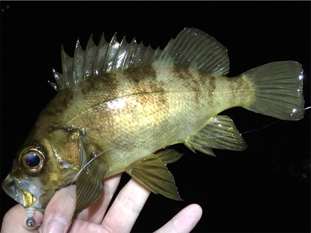 f:id:esojima3:20190206235336j:image f:id:esojima3:20190206235336j:image