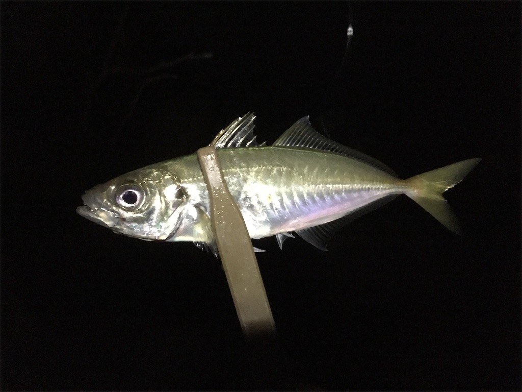 f:id:esojima3:20190211091904j:image