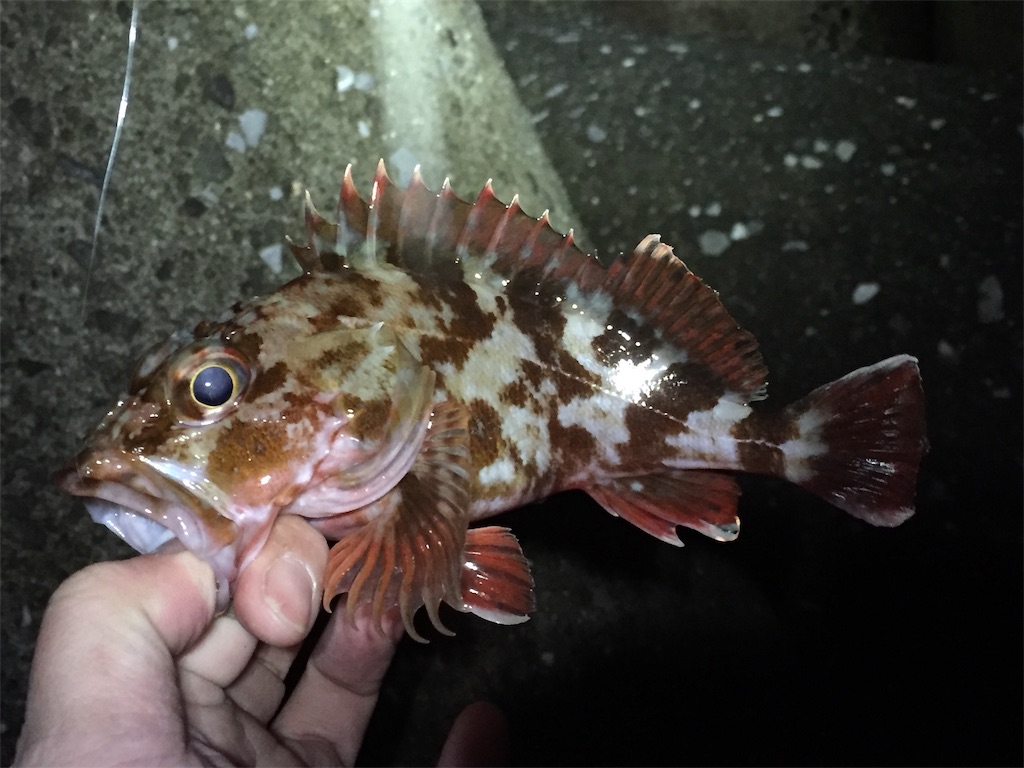f:id:esojima3:20190211092130j:image