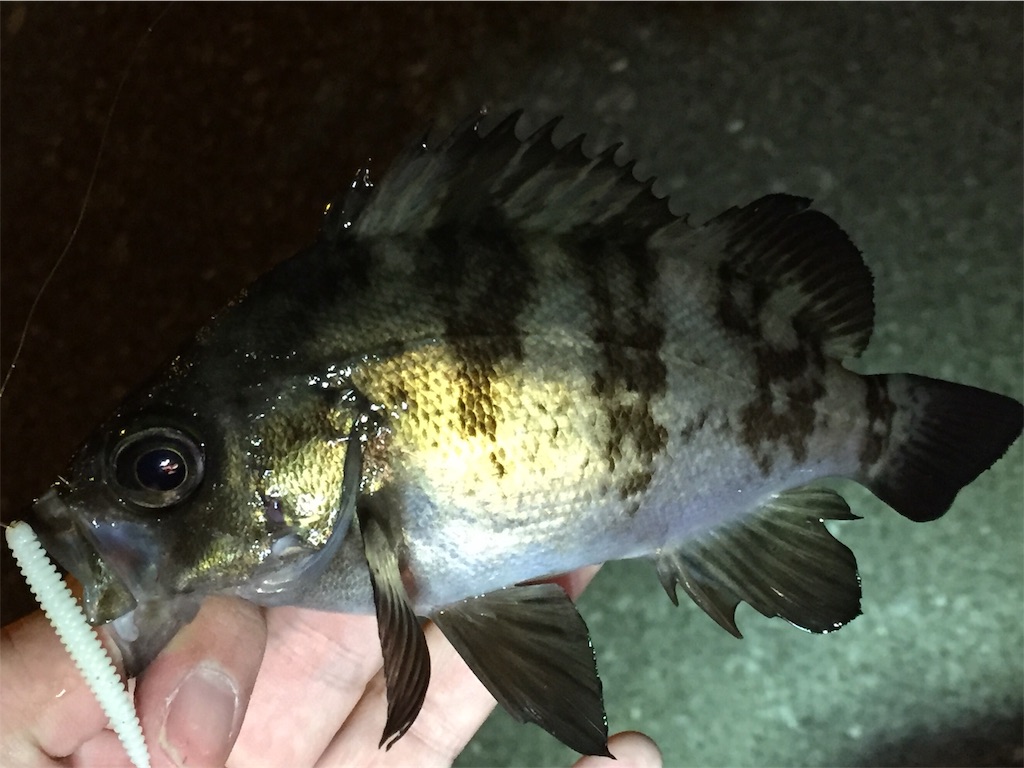f:id:esojima3:20190223222025j:image