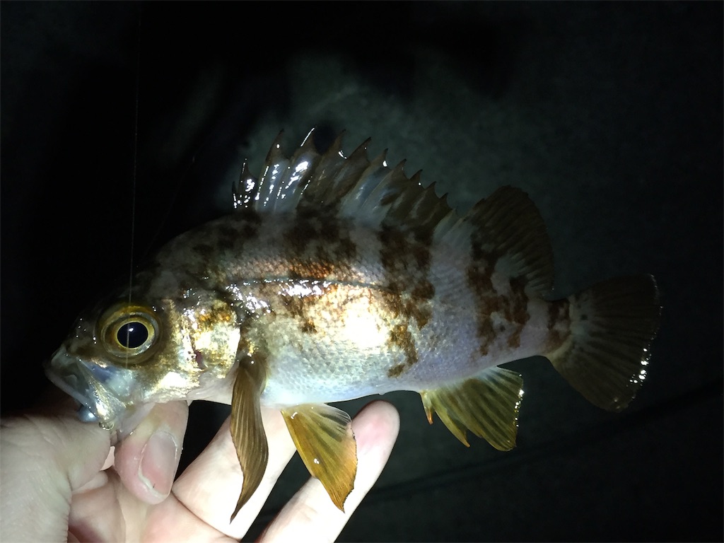 f:id:esojima3:20190224021208j:image