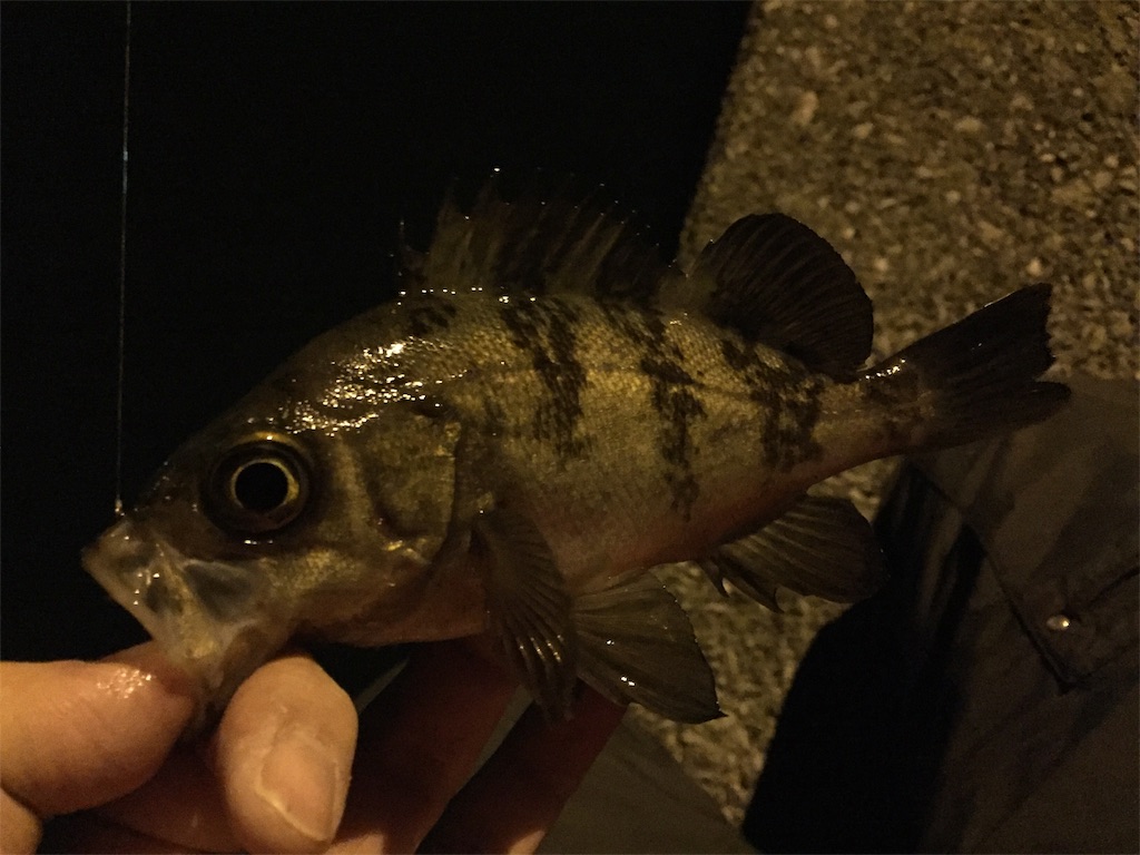 f:id:esojima3:20190224021219j:image