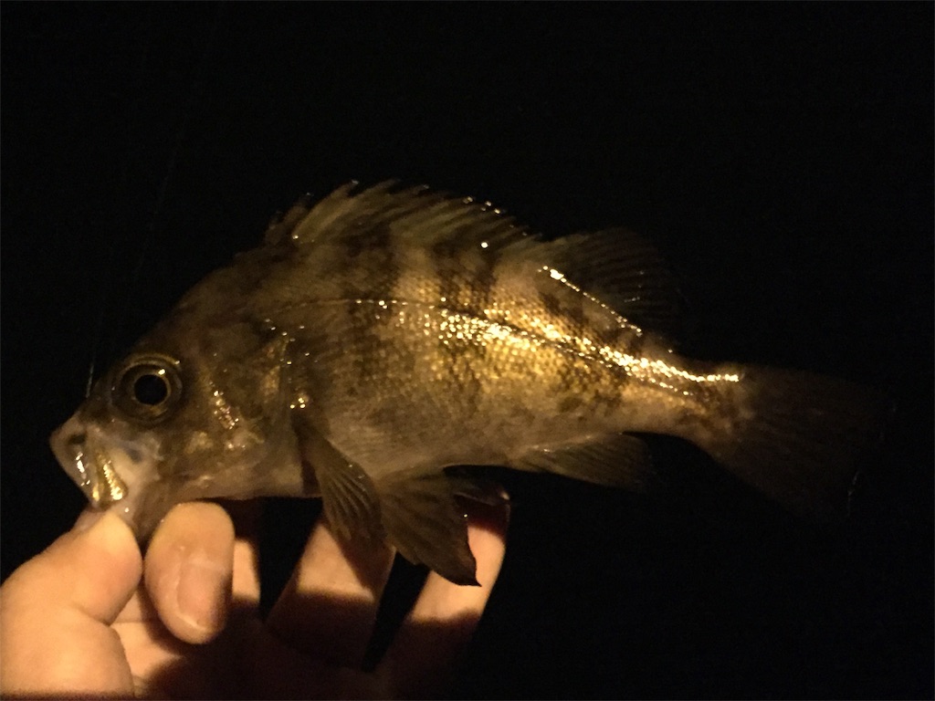 f:id:esojima3:20190224021232j:image