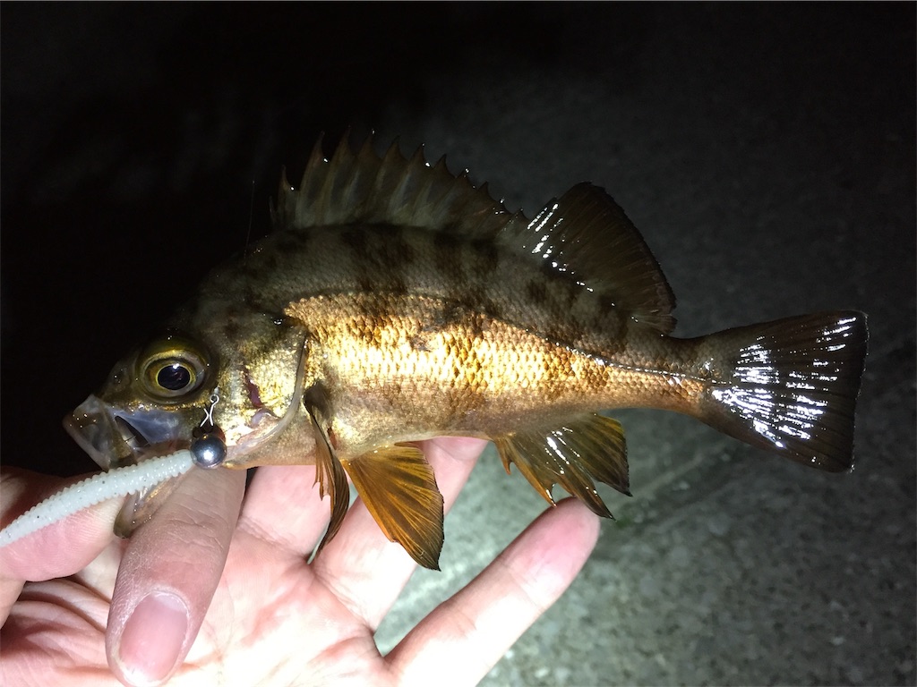 f:id:esojima3:20190224021237j:image