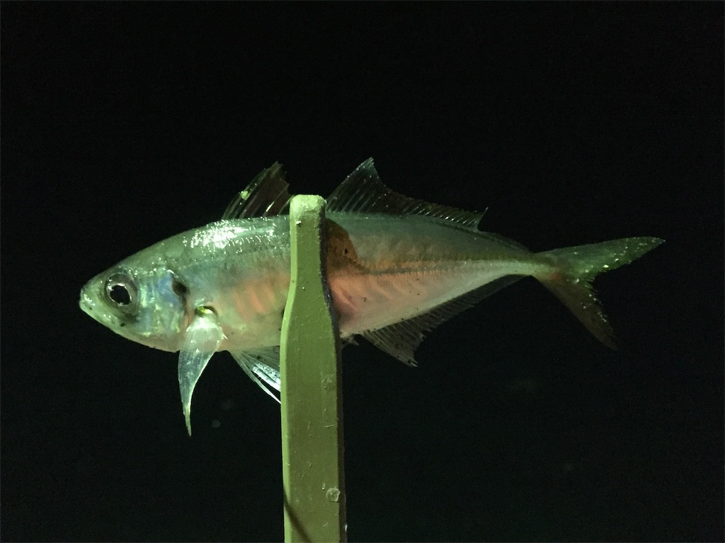 f:id:esojima3:20190225231118j:image f:id:esojima3:20190225231118j:image