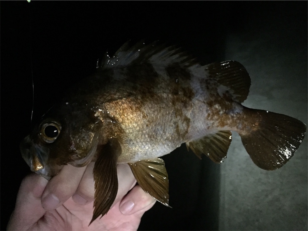 f:id:esojima3:20190226222738j:image