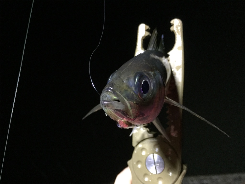 f:id:esojima3:20190306235729j:image
