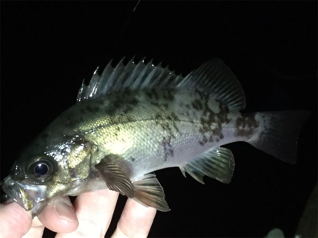f:id:esojima3:20190312232626j:image f:id:esojima3:20190312232626j:image