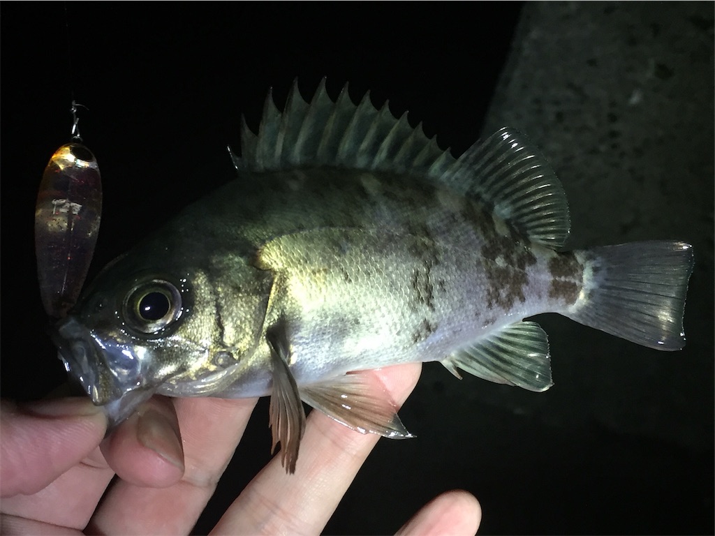 f:id:esojima3:20190320001747j:image