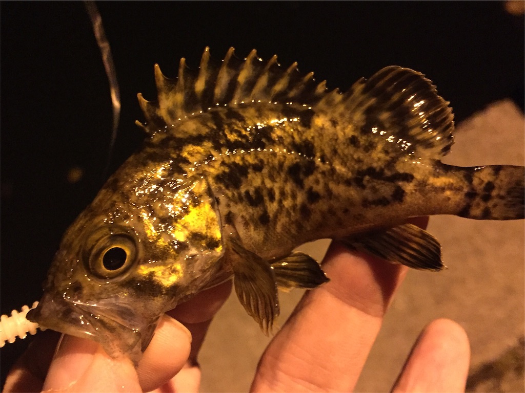 f:id:esojima3:20190322225707j:image