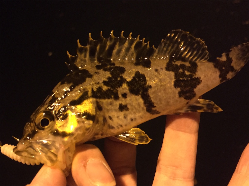 f:id:esojima3:20190322225746j:image