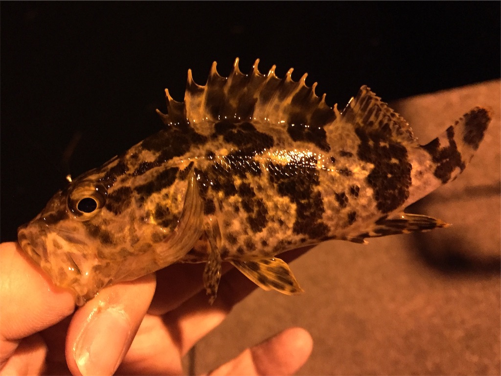 f:id:esojima3:20190322225826j:image