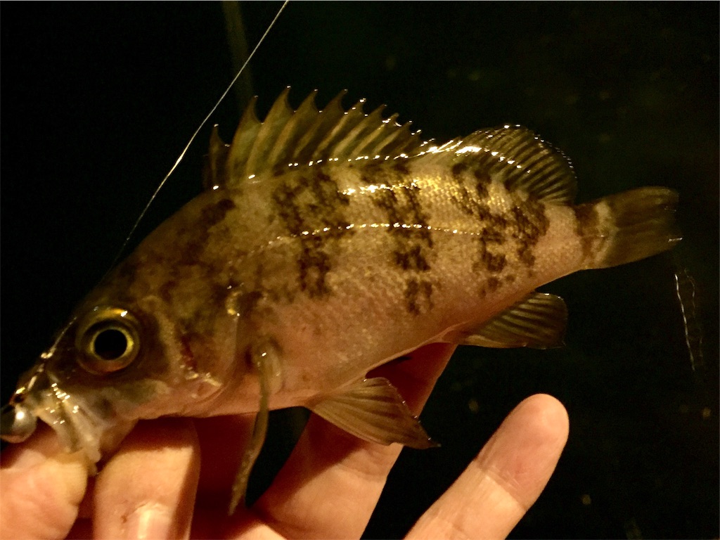 f:id:esojima3:20190322230407j:image