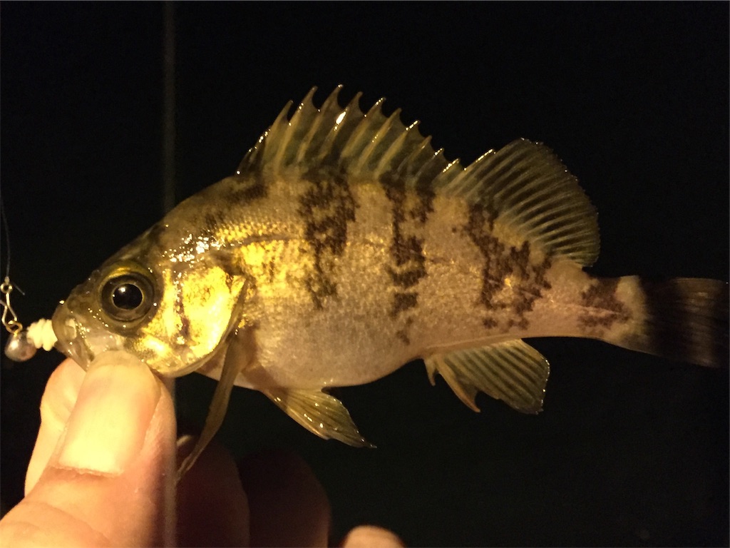 f:id:esojima3:20190322230410j:image