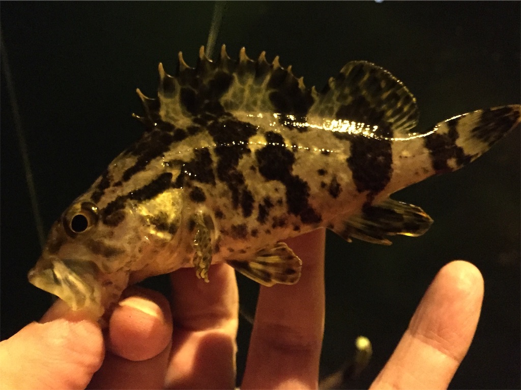 f:id:esojima3:20190322230415j:image