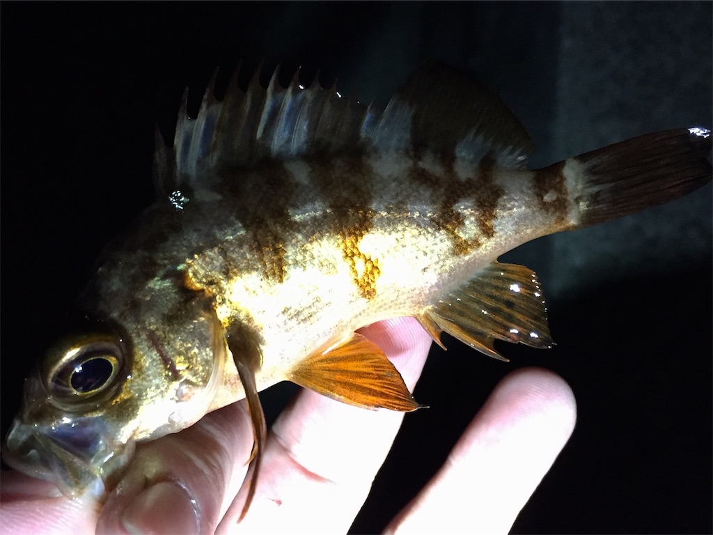 f:id:esojima3:20190330163157j:image
