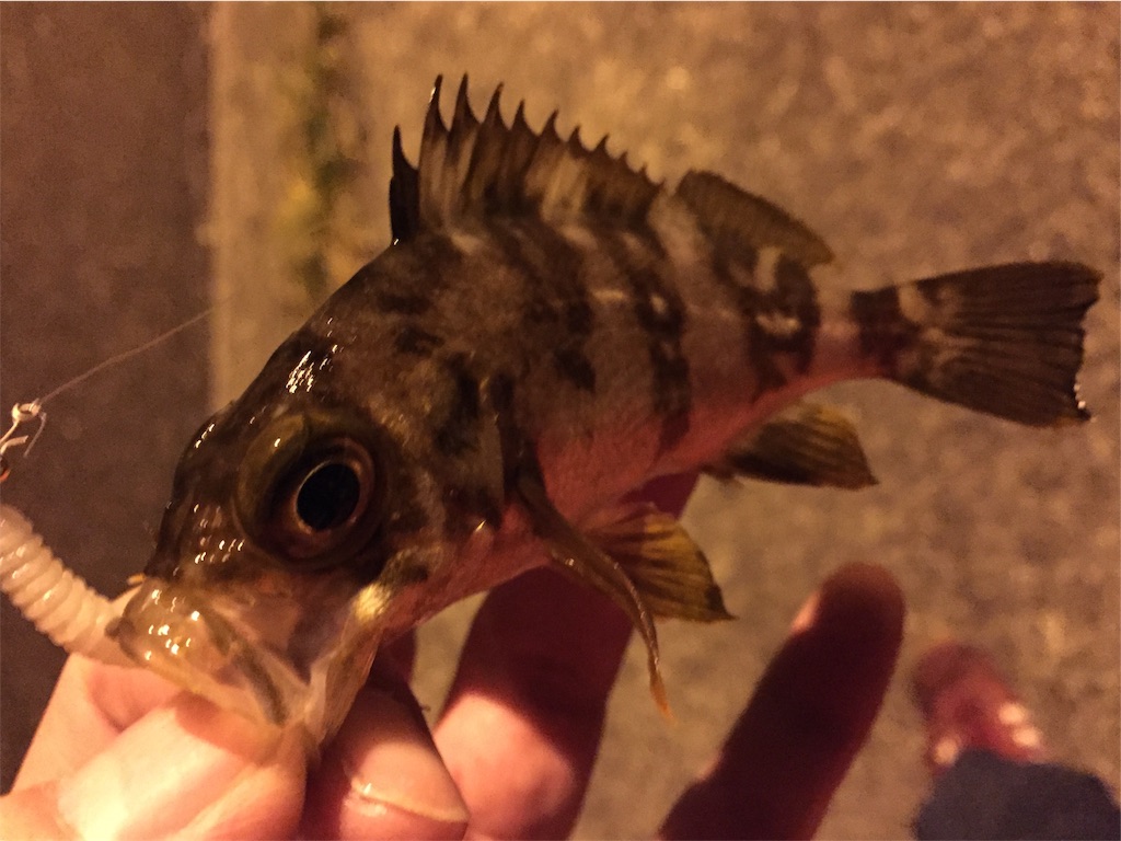 f:id:esojima3:20190330164456j:image