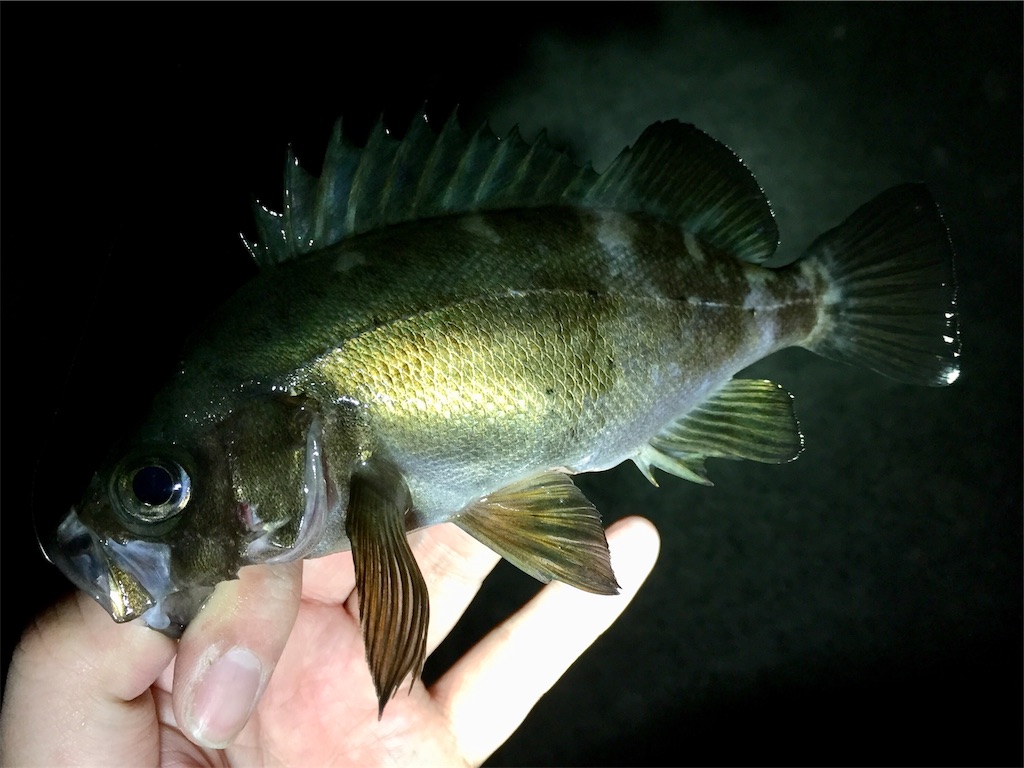 f:id:esojima3:20190330164806j:image