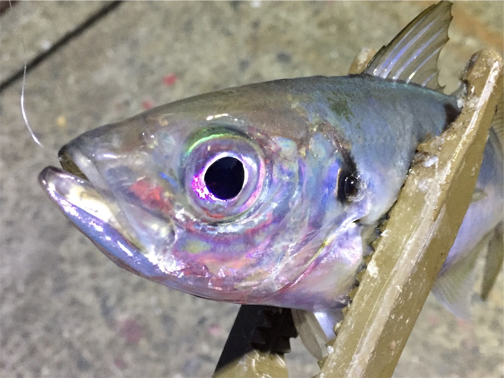 f:id:esojima3:20190403183329j:image f:id:esojima3:20190403183329j:image