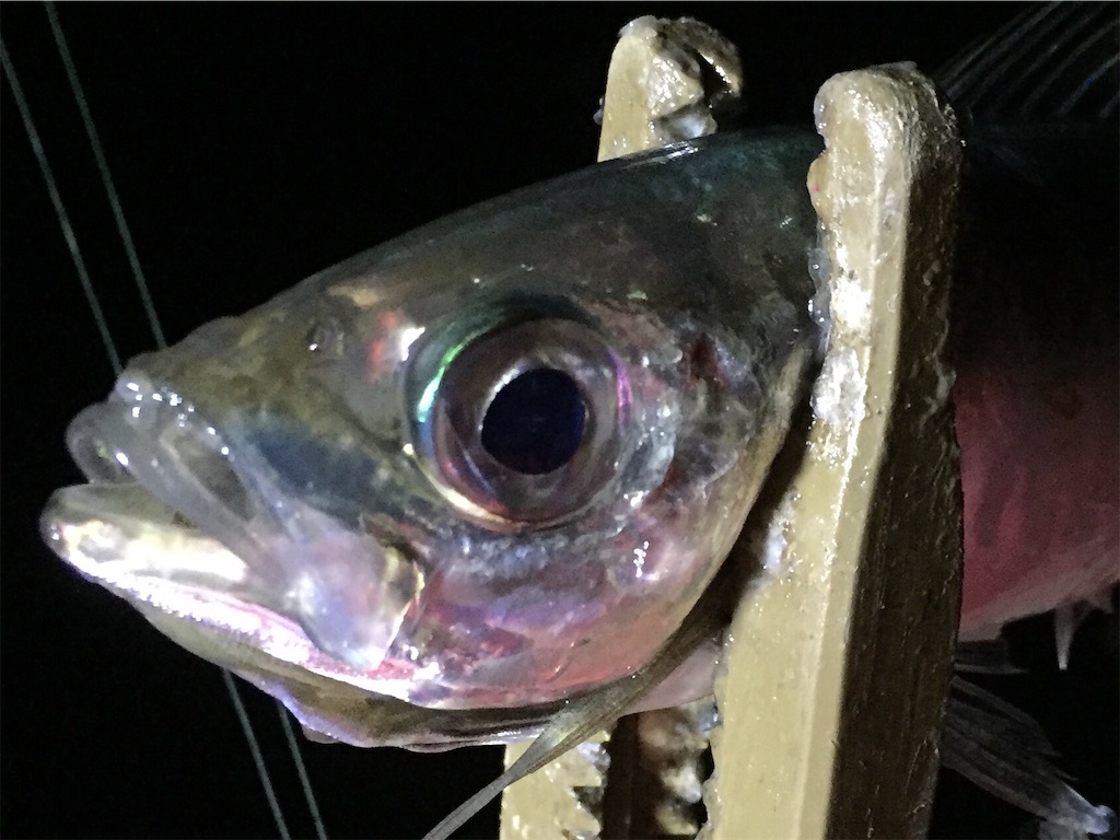 f:id:esojima3:20190403234720j:image