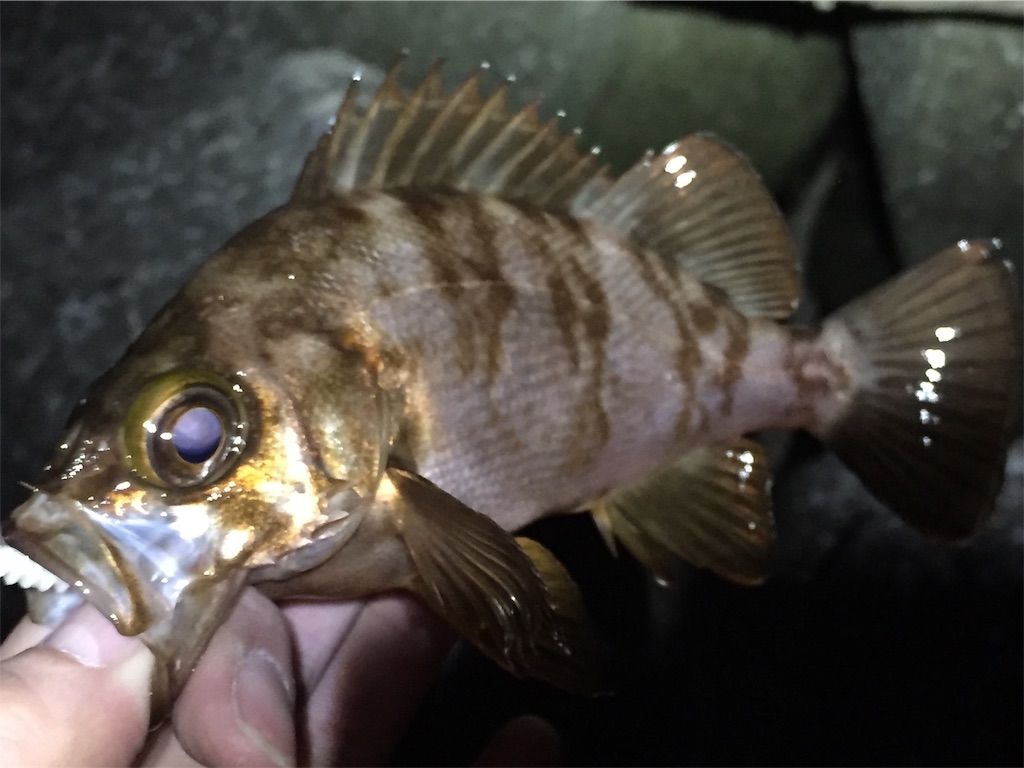 f:id:esojima3:20190405060652j:image f:id:esojima3:20190405060652j:image