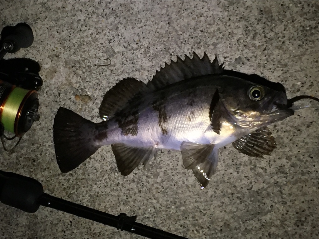 f:id:esojima3:20190406115428j:image f:id:esojima3:20190406115428j:image