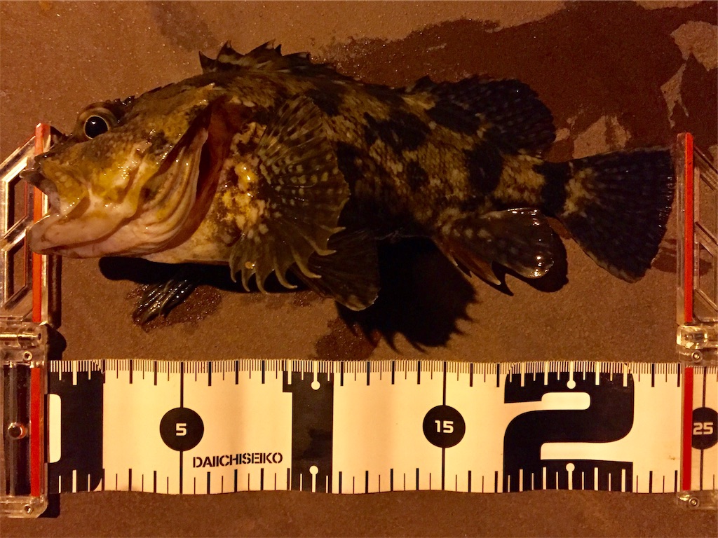 f:id:esojima3:20190408065038j:image