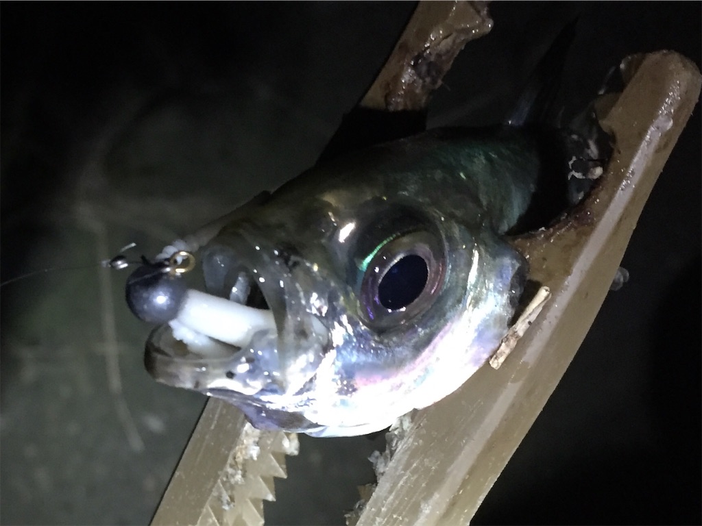 f:id:esojima3:20190409234803j:image