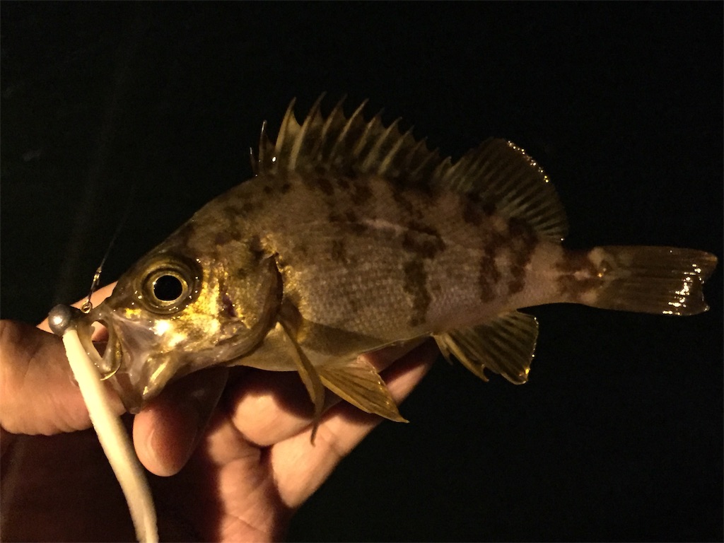 f:id:esojima3:20190409234929j:image