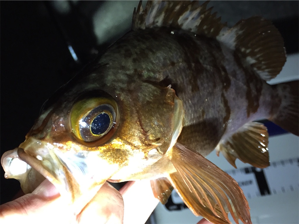 f:id:esojima3:20190414134225j:image f:id:esojima3:20190414134225j:image