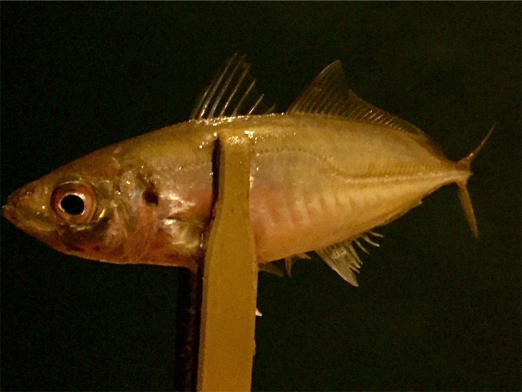 f:id:esojima3:20190414135000j:image f:id:esojima3:20190414135000j:image