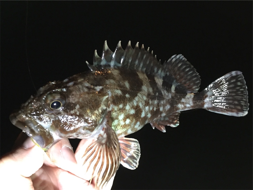f:id:esojima3:20190416232437j:image