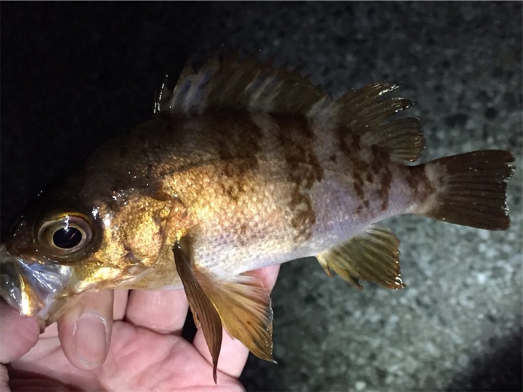f:id:esojima3:20190420150609j:image f:id:esojima3:20190420150609j:image