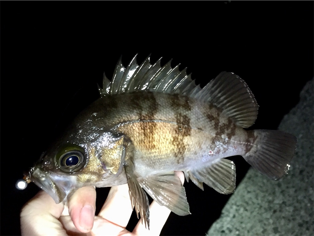 f:id:esojima3:20190420150629j:image f:id:esojima3:20190420150629j:image