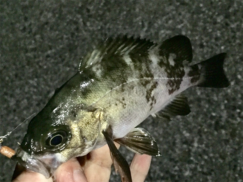f:id:esojima3:20190420150636j:image f:id:esojima3:20190420150636j:image